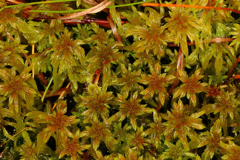 Sphagnum cuspidatum